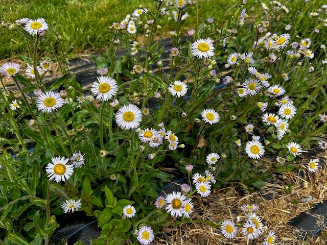seed | Northeast Seed Collective