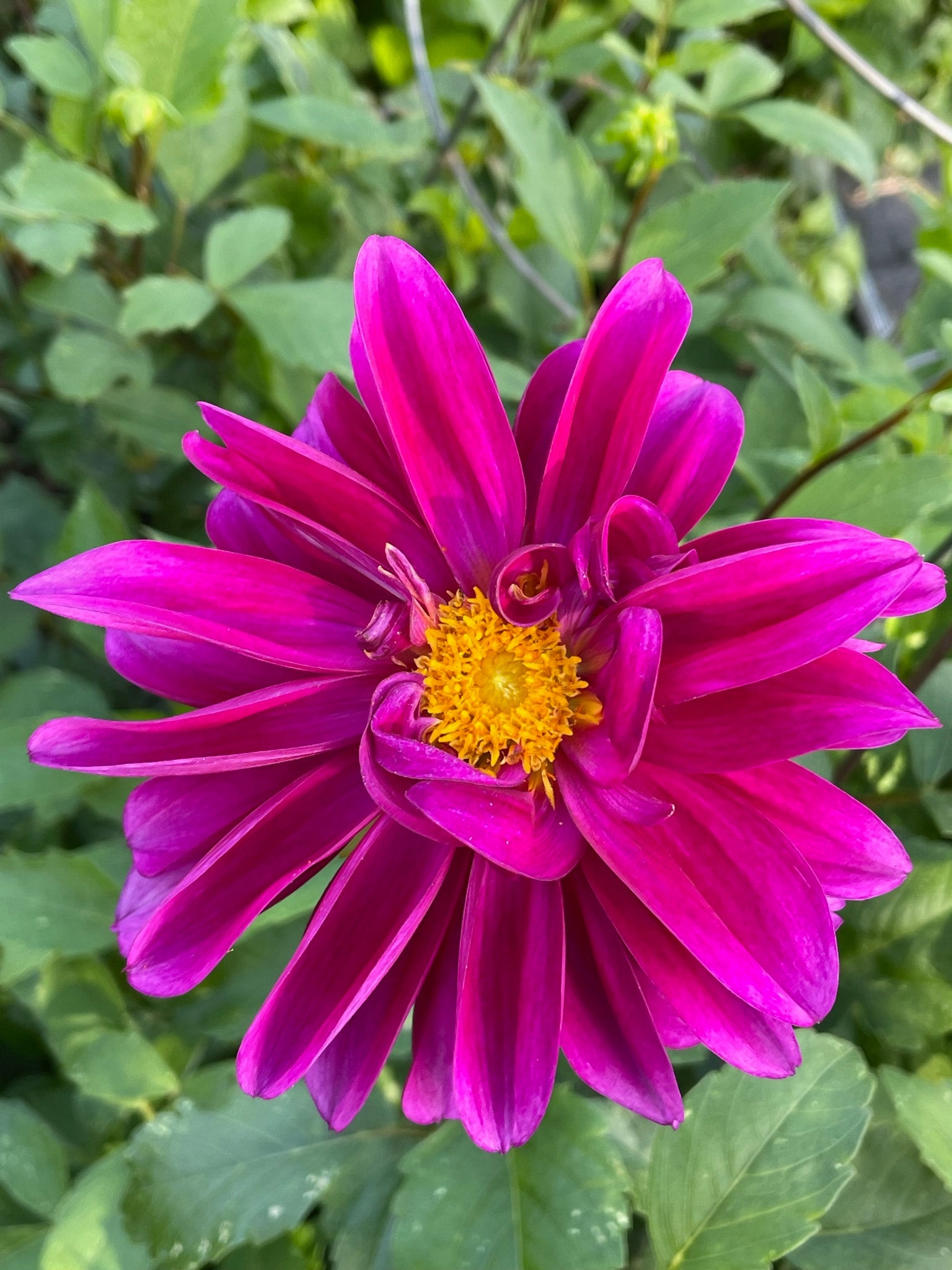 Dahlia Decorative Great Silence - 2 tuber clumps - Longfield