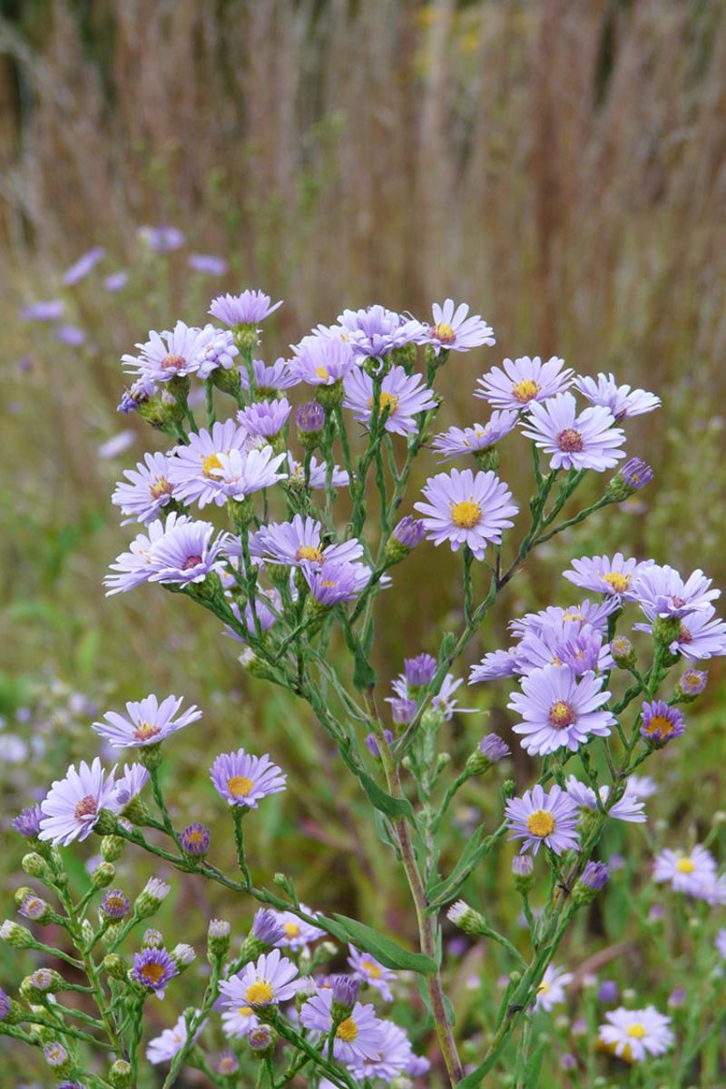 101+ Smooth Blue Aster Wildflower Seeds - Perennial, Fall Blooming, Pollinator Friendly, USA Grown
