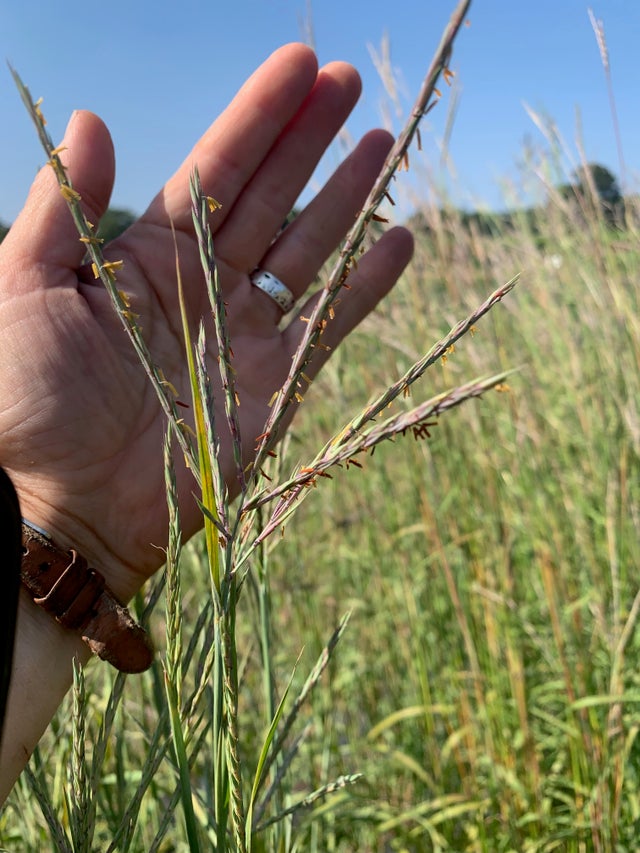 Oaxaca ワイルドからの子株 seed | Northeast Seed Collective