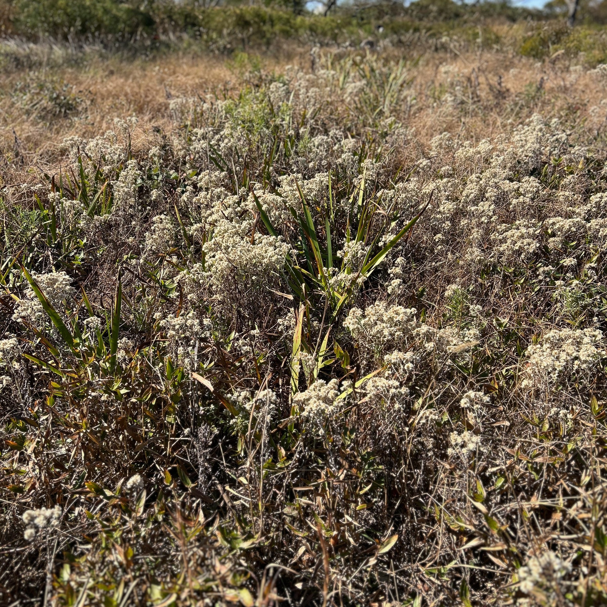 rabbit tobacco seeds Pseudognaphalium obtusifolium - rabbit tobacco