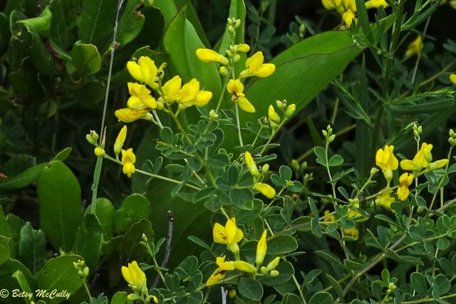 Baptisia tinctoria - yellow wild indigo | Northeast Seed Collective