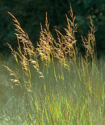 Indian Grass Northeast Seed Collective